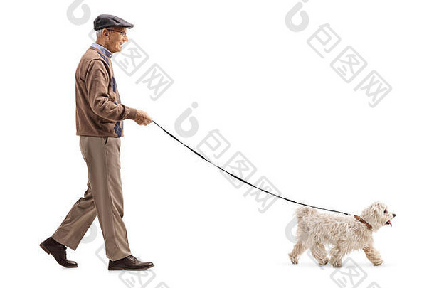 在白色背景下，一名老年人在遛狗时的全长侧面照片
