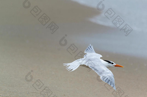 皇家燕鸥，一种白色和灰色的海鸟，头戴黑色帽子，在海洋上空飞行。