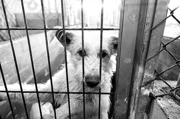 笼中和遗弃的狗，街头动物的细节，虐待动物