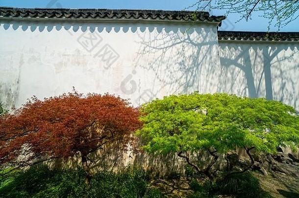 在中国，绿色和红色的大理石树在白色背景前相邻