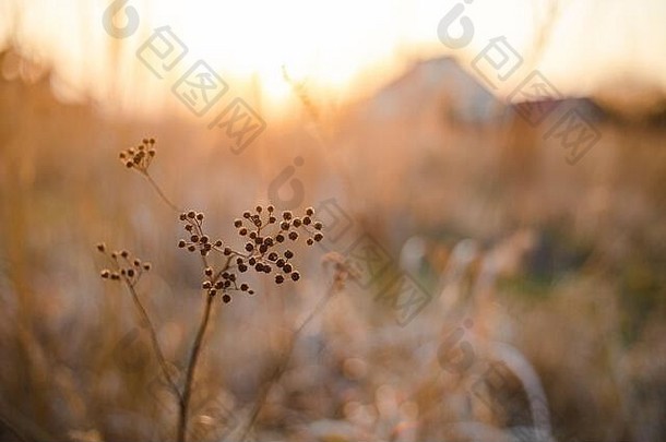 美丽的金色时节橙色夕阳照耀着田野里的干草，背景是乡村农舍