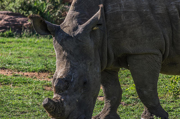 南白犀牛在南非Weldgevonden野生动物保护区放牧