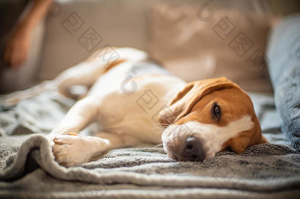 小猎犬的画像躺在沙发上