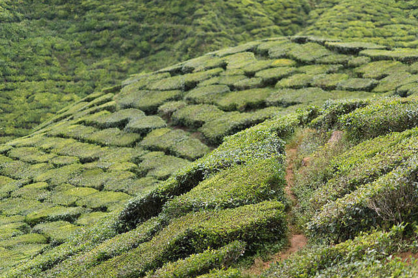 风景视图茶种植园景观位于卡梅隆高地彭汉马来西亚