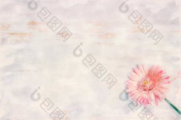 粉红色的非洲菊白色背景水彩画
