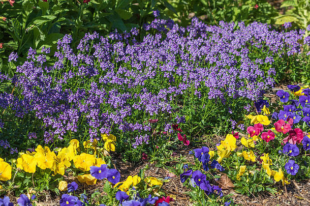 德克萨斯州春天，在美世植物园和植物园，一只蓝鸟和堇菜混在一起。