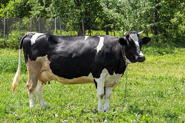黑牛在牧场上吃草。农场全景