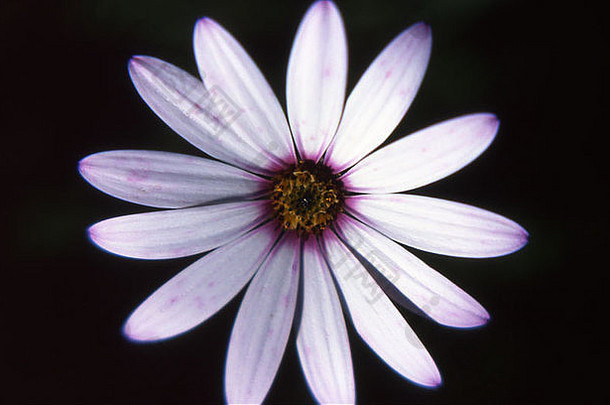 <strong>浅紫</strong>色花，黑色背景号码1911