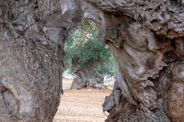 岁的粗糙的橄榄树场Alberobello普利亚大区南意大利