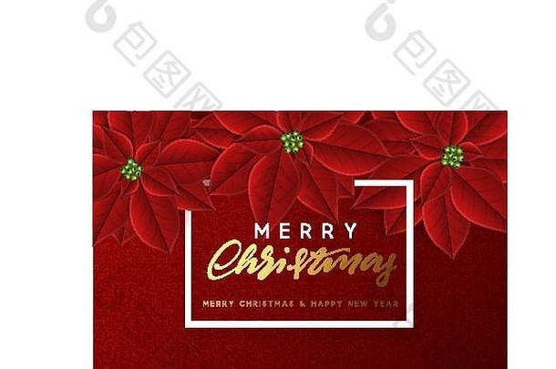 快乐圣诞节背景装饰美丽的红色的味蕾一品红花
