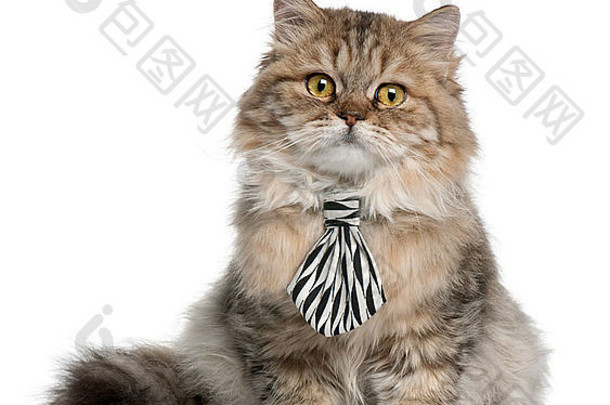 英国知识分子的小猫穿领带个月坐着前面白色背景