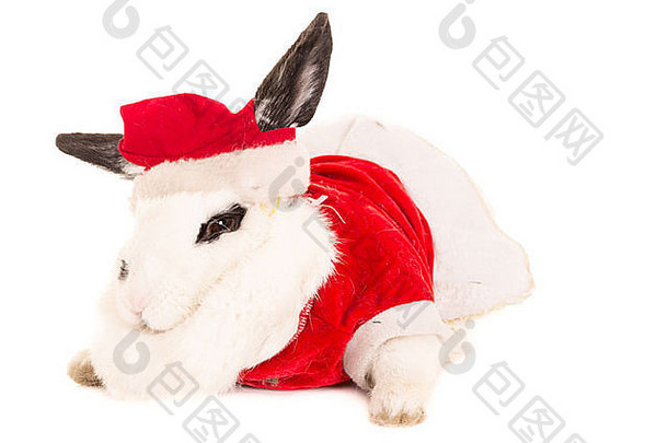 兔子圣诞节服装