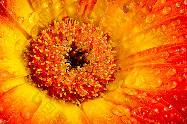 特写镜头拍摄橙色黄色的非洲菊开花