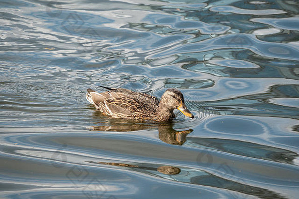 鸭子在池塘里游泳。水面上一只母鸭的肖像