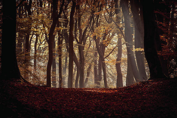 斯波尔德博斯舞动的树木斯波尔德和斯普里德博斯是<strong>荷</strong>兰最古老、<strong>最美</strong>丽的森林之一。