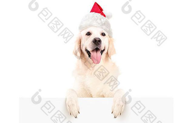 戴着圣诞帽的拉布拉多猎犬在白色背景上的空白面板上摆姿势