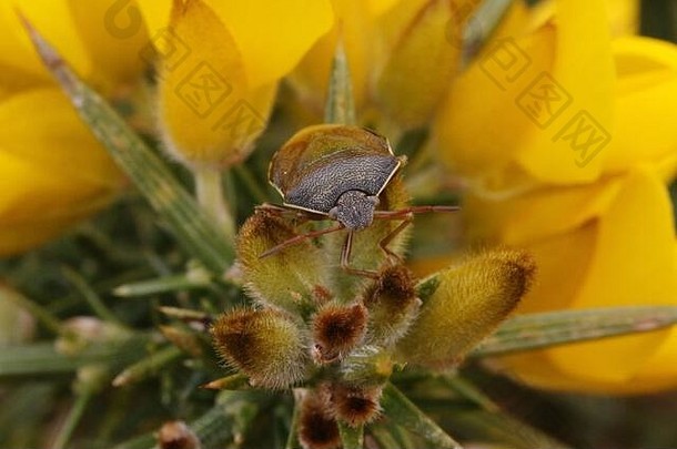 一种金雀花盲蝽（Pizodorus lituratus），显示在其普通金雀花（Ulex europaeus）的寄主植物上。