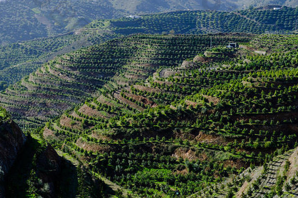 西班牙安达西亚马拉加阿克萨基亚科马雷斯附近的山区农业