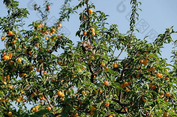 保加利亚索非亚，栖息在野生李子树枝上的家麻雀，果实和叶子呈黄色