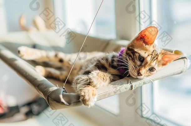 可爱的孟加拉基蒂猫铺设猫的窗口床上看房间