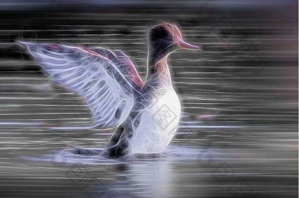 夜光鸭从水中飞翔