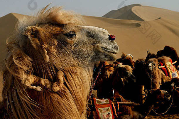 色彩斑斓的双驼峰骆驼<strong>戈壁沙漠</strong>