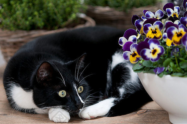 黑色的白色猫三色紫罗兰花园设置
