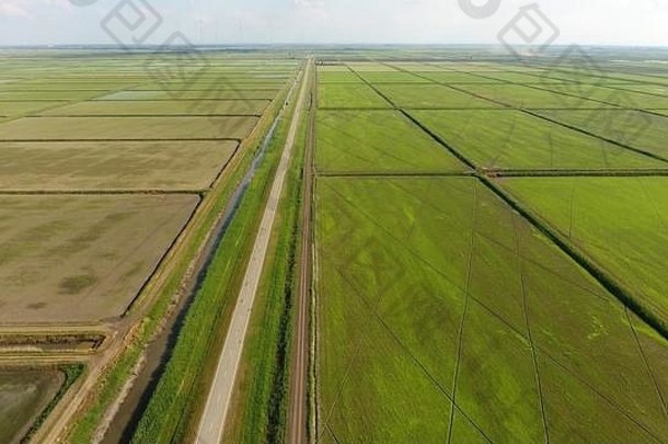 在洪水泛滥的土地上种植水稻。成熟的稻谷在田野里，开始收割。鸟瞰图。