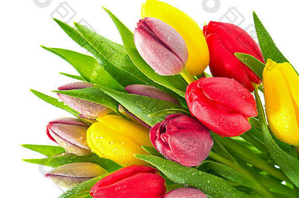 色彩斑斓的花束新鲜的春天郁金香花水滴