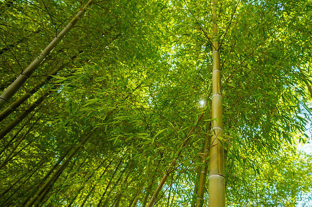 竹子格罗夫东京日本太阳闪亮的绿色树冠