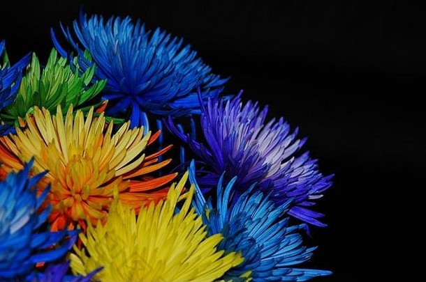 享受生活的每一种颜色，背景中用黑暗拍摄的五颜六色的花朵创造了一个鼓舞人心的形象。