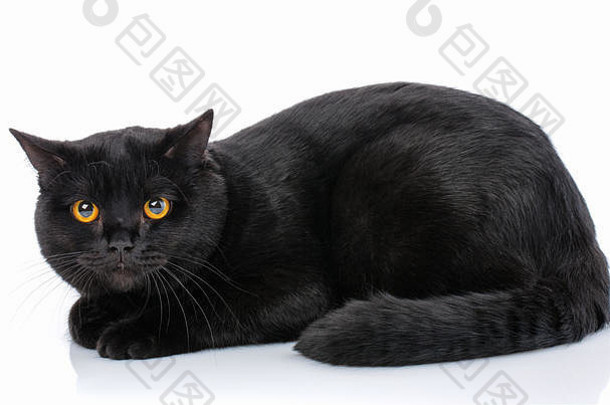 苏格兰纯黑小猫，白色背景