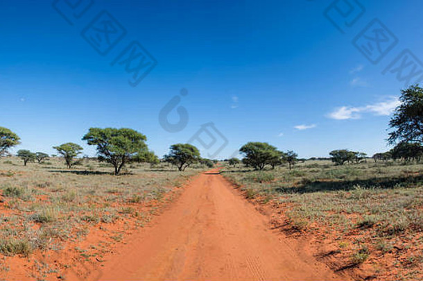 在南非的萨凡纳角北部，一条红色的土<strong>路延伸</strong>到远处
