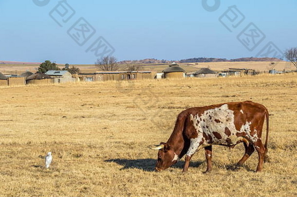 传统的非洲生活方式场景，一头Nguni奶牛在喂食，一个小村庄，背景图像中有泥屋，以景观形式呈现