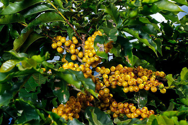 观景农场和咖啡种植园。农业综合企业。咖啡作物，有黄色的谷粒，绿色的叶子和蓝色的天空。