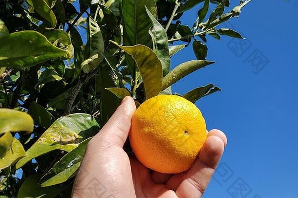 人们收集意大利橘子、的正宗水果、冬季产品