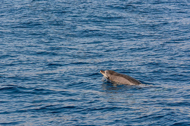 海豚在荒芜的蓝色海洋中<strong>游泳</strong>——遭遇海洋动物的壮观<strong>体验</strong>。