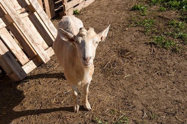 畜栏农场上的山羊肖像