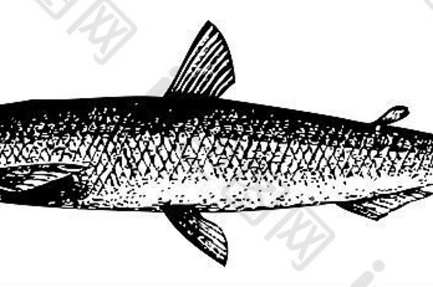 一种欧洲嗅鱼或osmerus eperlus的古老雕刻插图，孤立于白色表面。