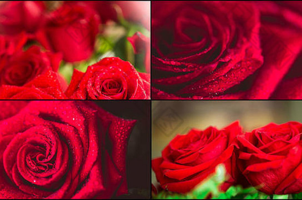 美丽的红玫瑰宏观镜头特写拼贴画