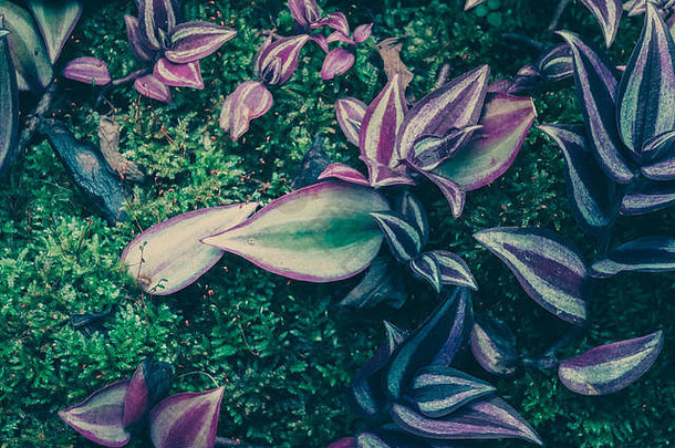 泽布丽娜普普西紫鸭跖草泽布丽娜自然背景