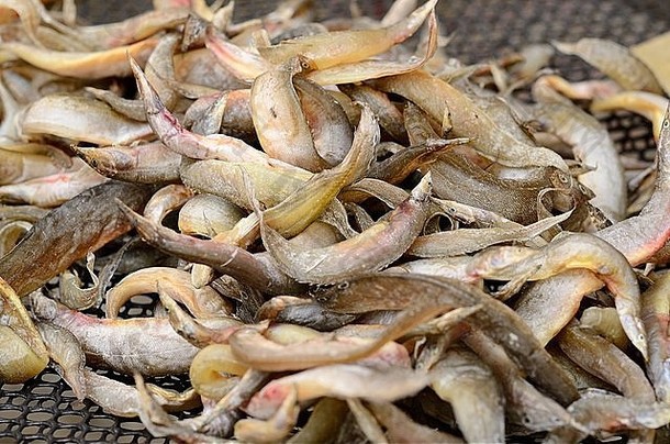 干斑鳍斯皮尼尔巨蛾暹罗泰国市场