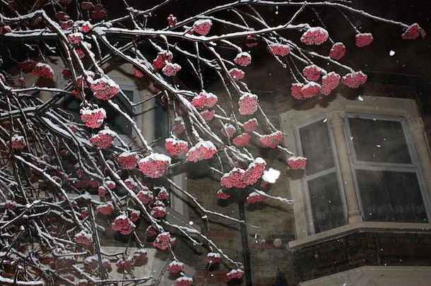 被白雪覆盖的树被街灯照亮，红色浆果圣诞场景