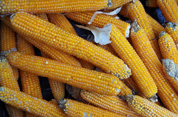 农民流行玉米玉米穗轴显示市场