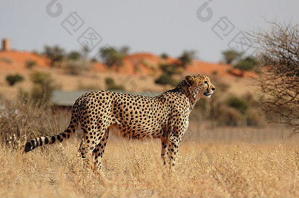 猎豹喀拉哈里沙漠纳米比亚