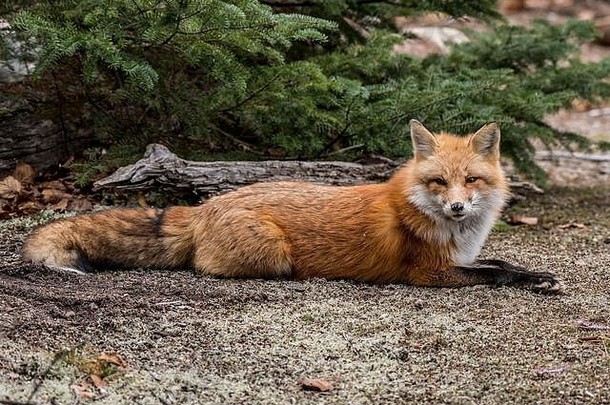 红狐在长满青苔的地面上休息