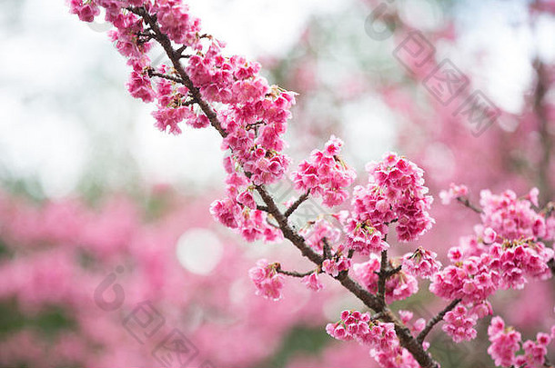 樱花，粉色春花，复活节概念背景