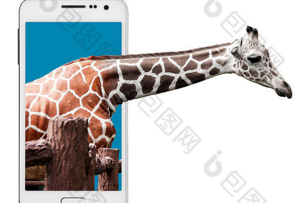 婴儿长颈鹿见顶头聪明的电话屏幕孤立的白色