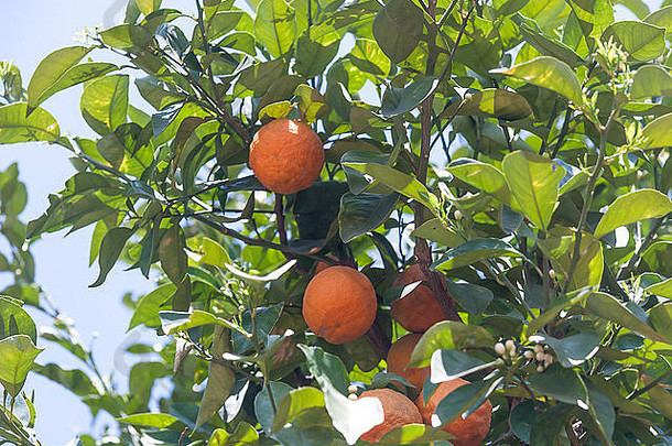 柑桔树-柑橘属