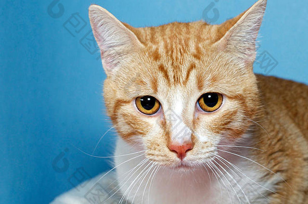 橙色和白色的斑猫肖像，蓝色纹理背景，直视前方。拷贝空间